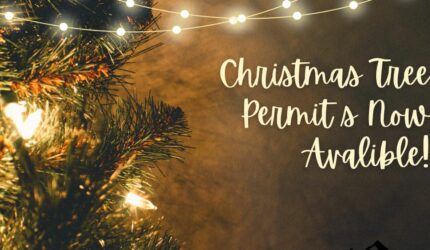 Christmas tree permits are available